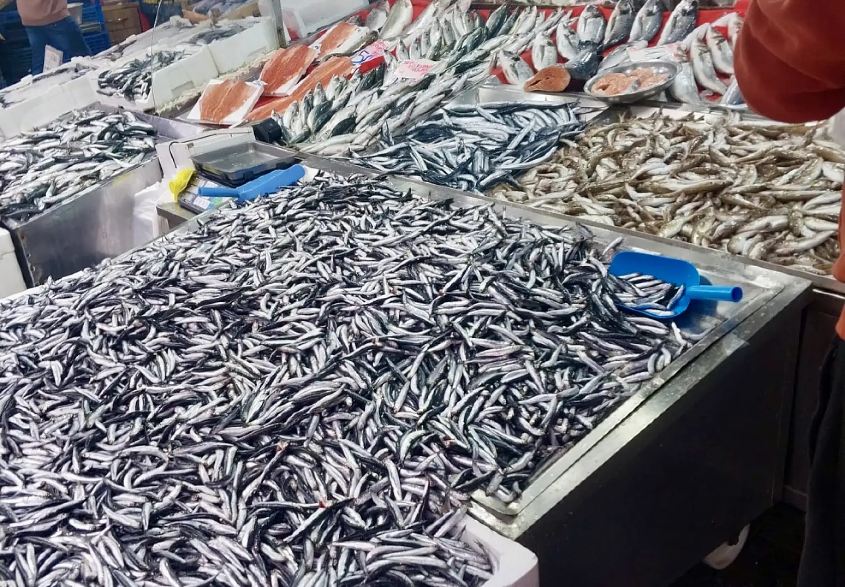 Palamut bir göründü pir göründü