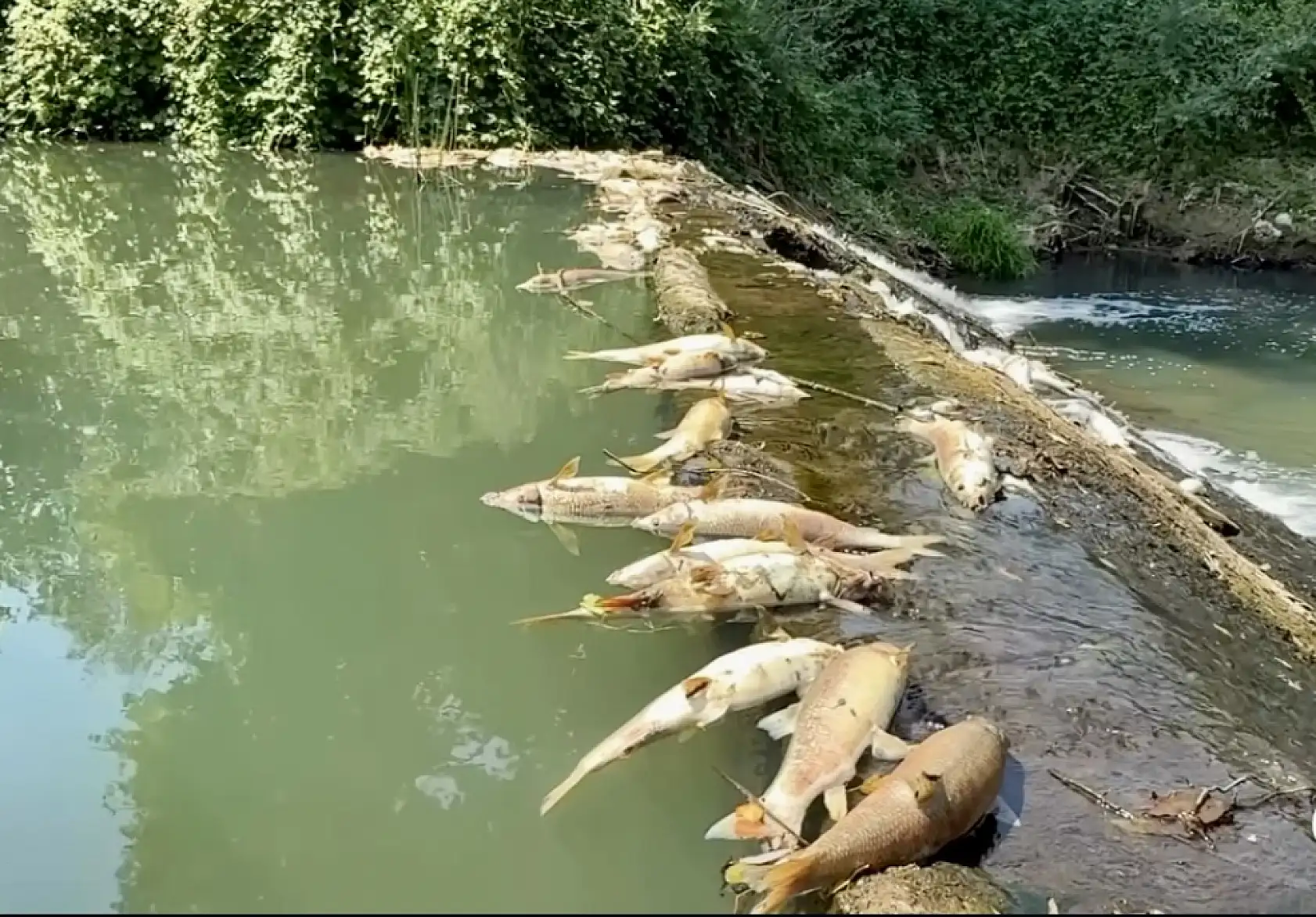 Bartın'da yürek yakan görüntü