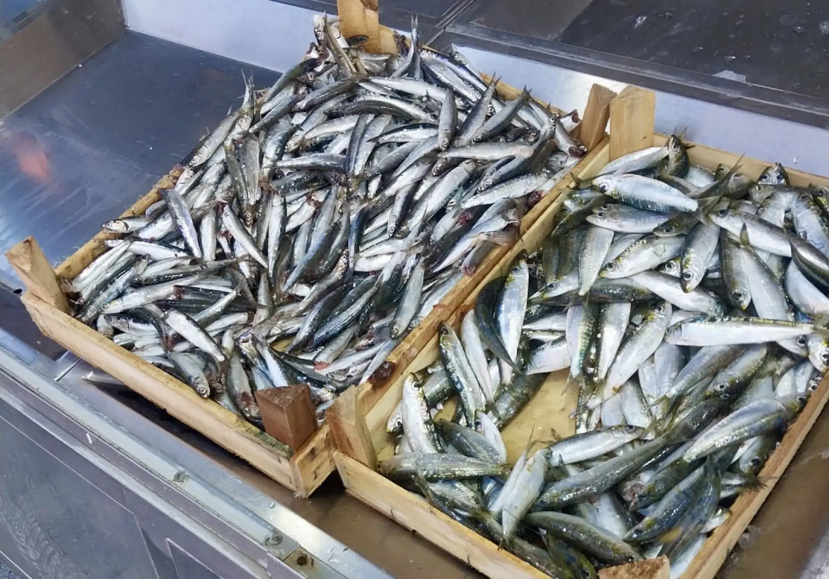 İster al ister alma