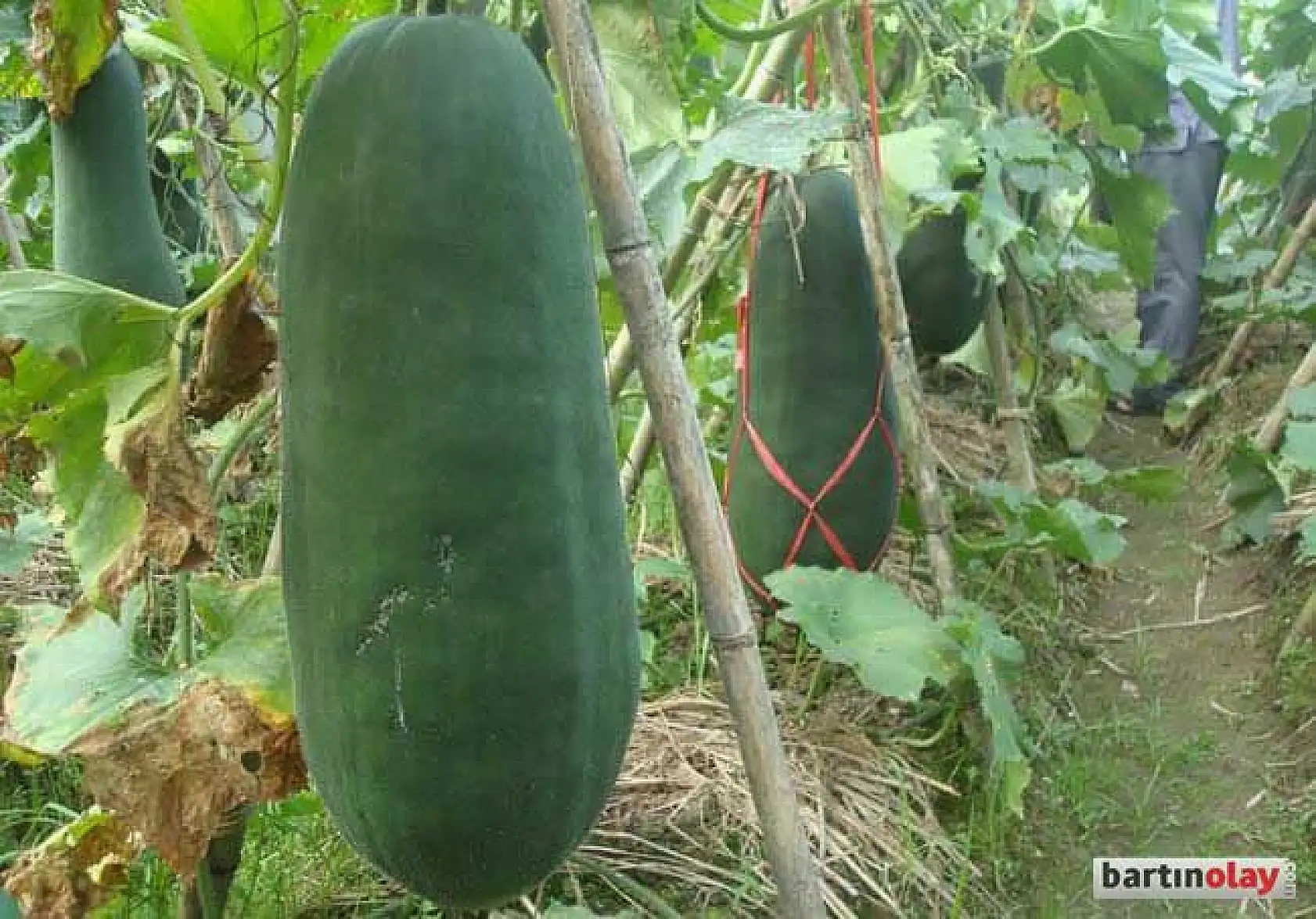 Ülke çalkalandı, meğer salatalık değilmiş