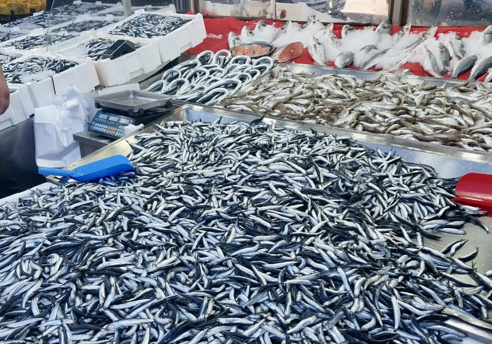 Hamsi tezgahta 100'üyor