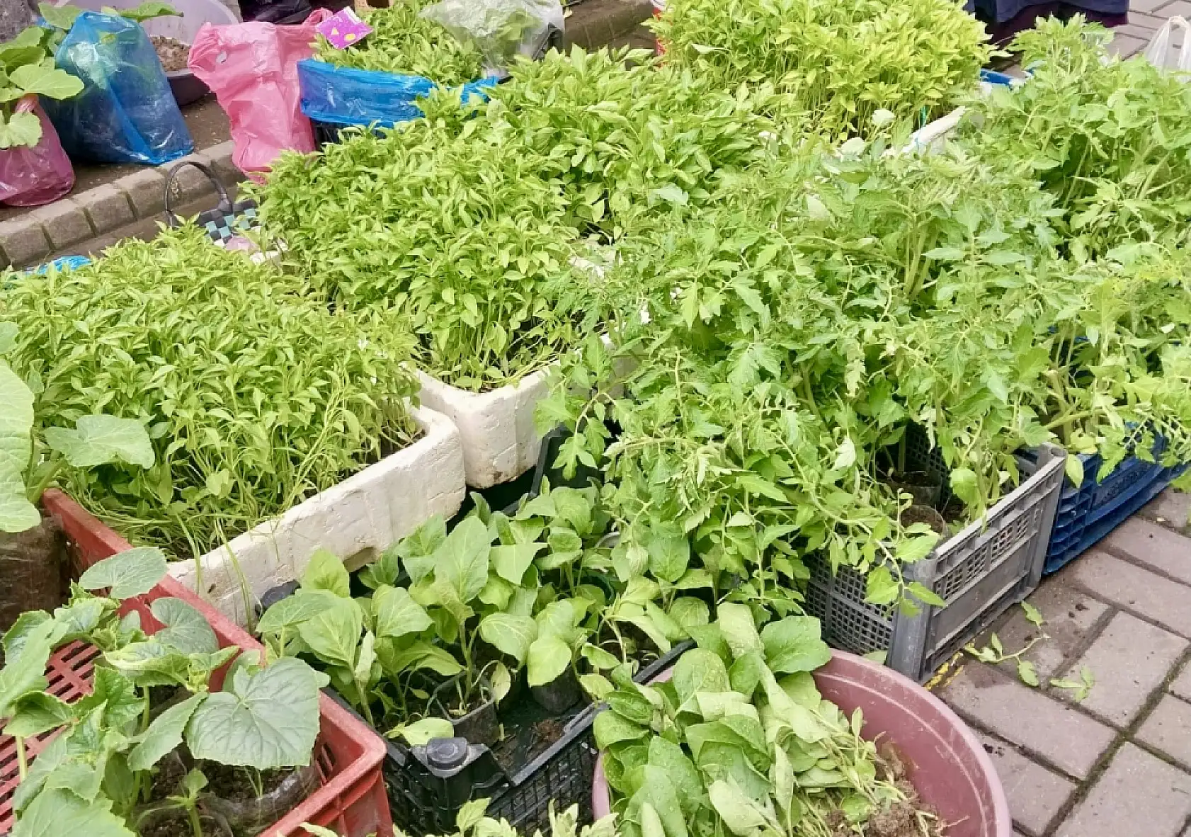 Pazarda bugün ne var ne yok