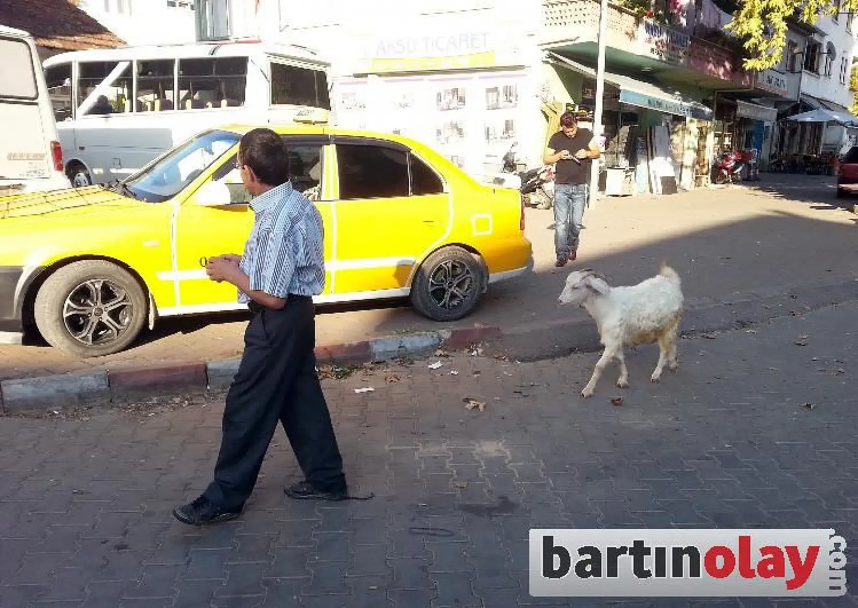 Evcil keçi, yanından hiç ayrılmıyor