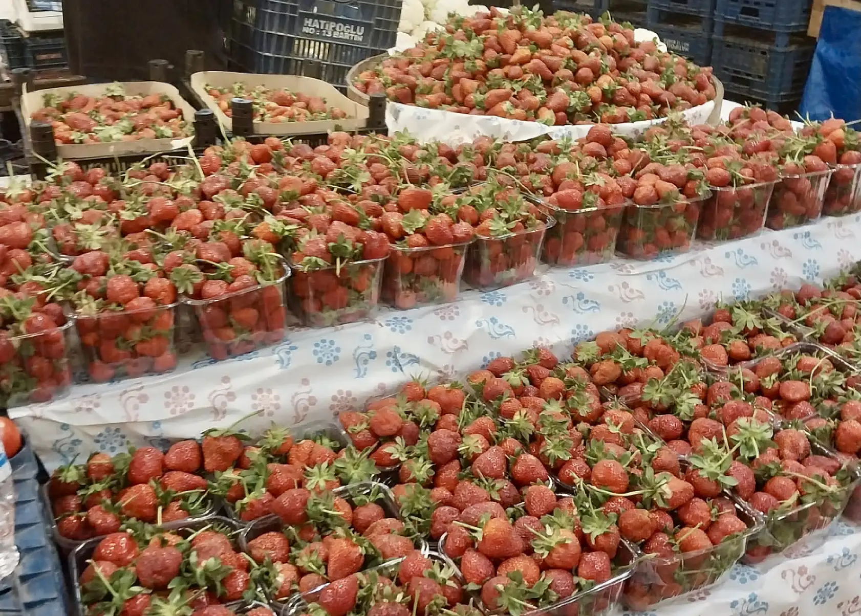 Mezgit vatandaşa yüzdü