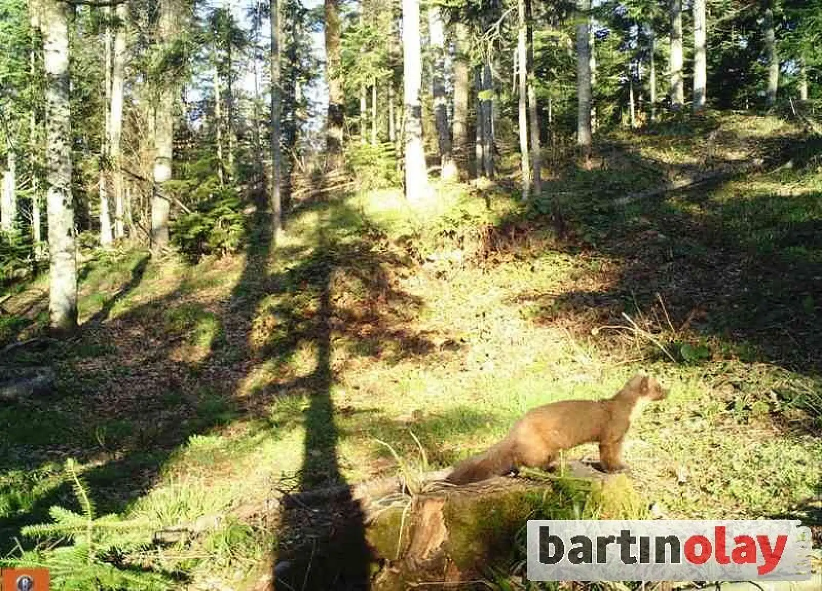 Ağaç sansarı Bartın'da ilk kez görüntülendi