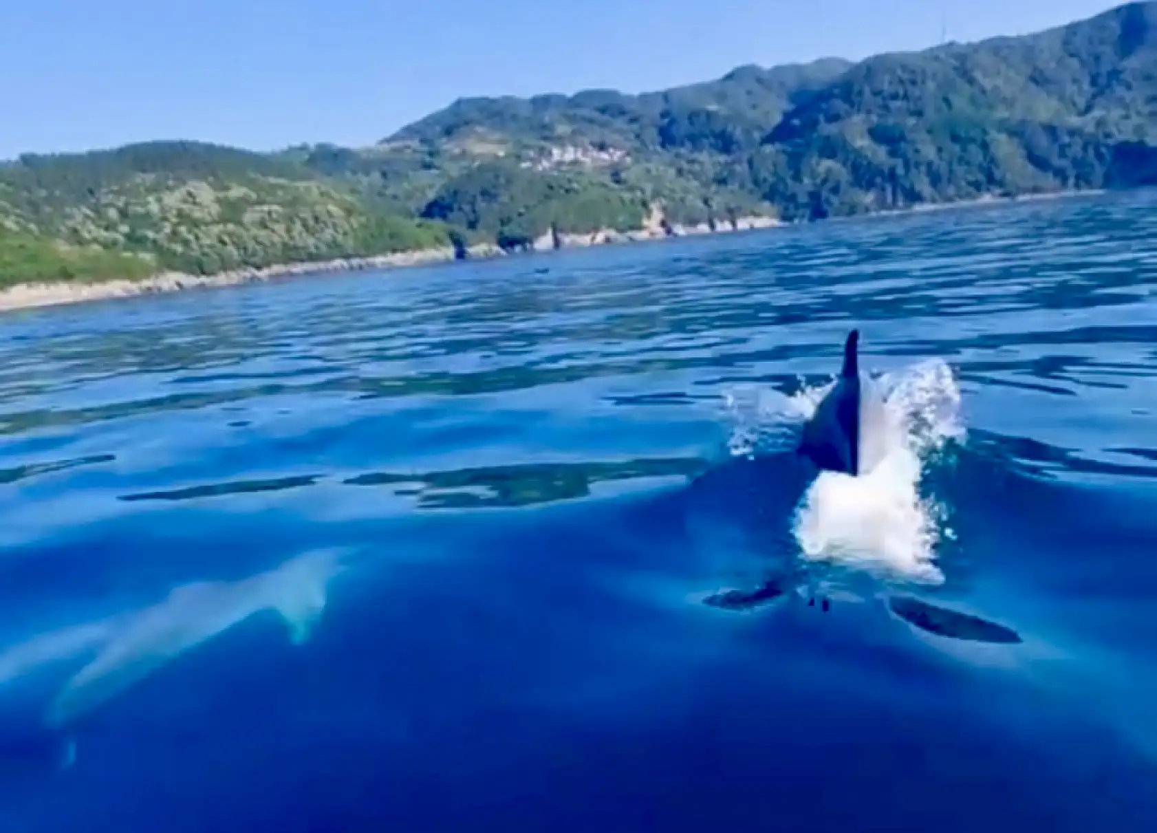 Amasra'da sürpriz misafirler