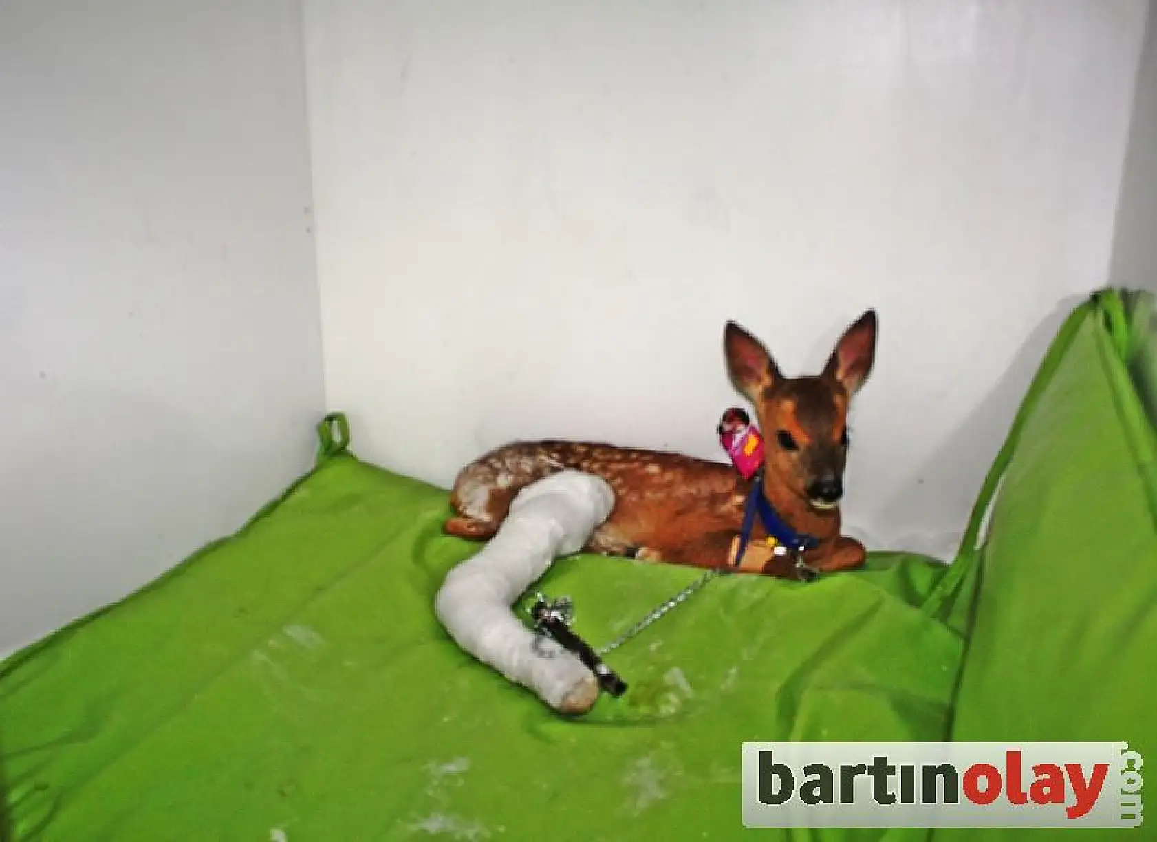 Yaralı Karaca Yavrusu, Koruma Altında