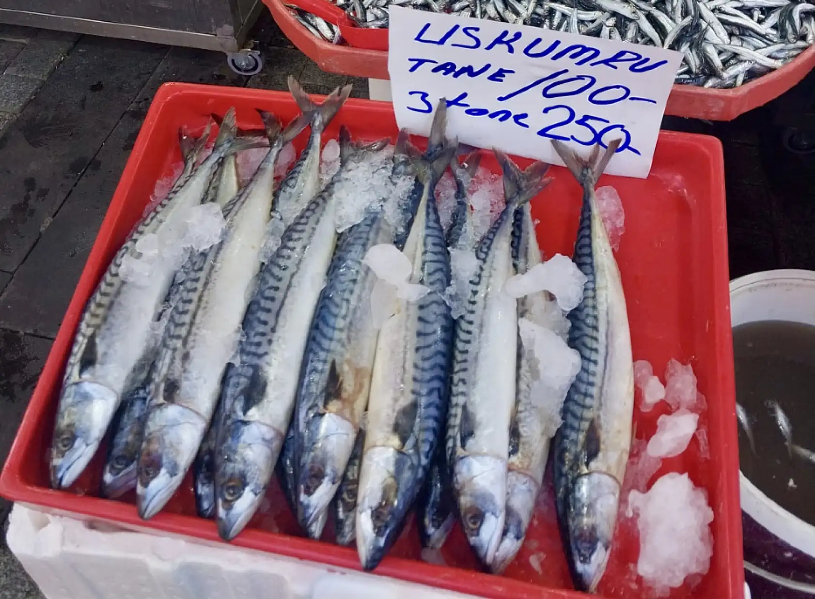 Balık bollaşıyor, fiyatı düşüyor