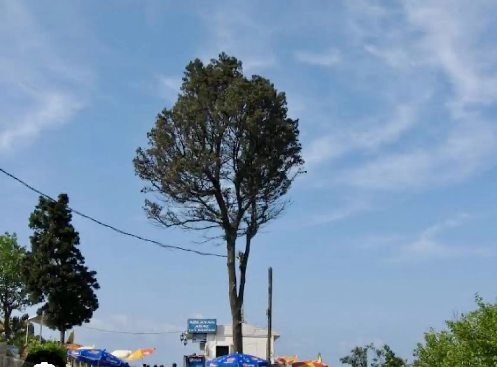 Amasra'nın Ağlayan Ağacı Artık Yok