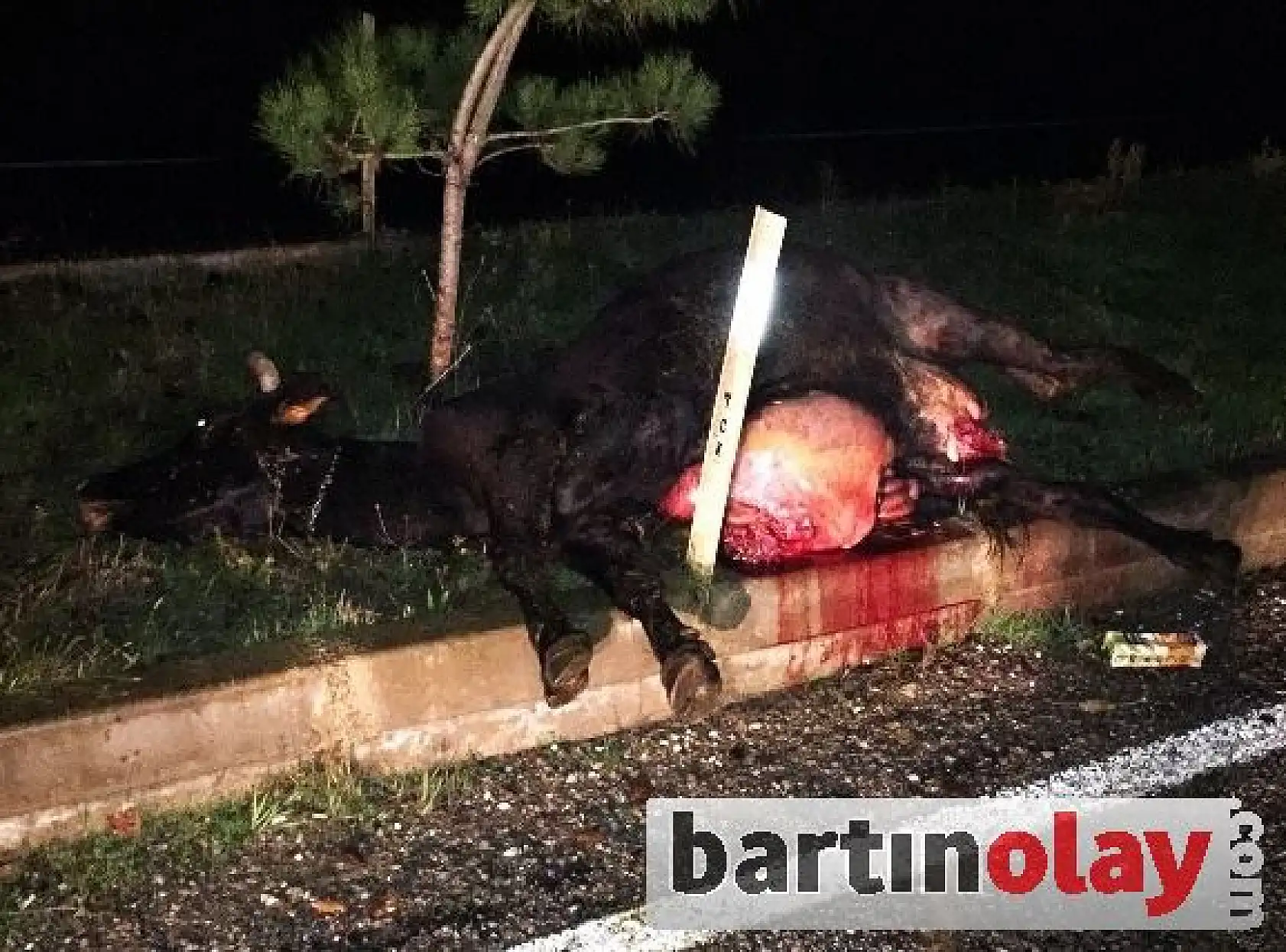 Hayvana çarpan iki otomobil hurdaya döndü