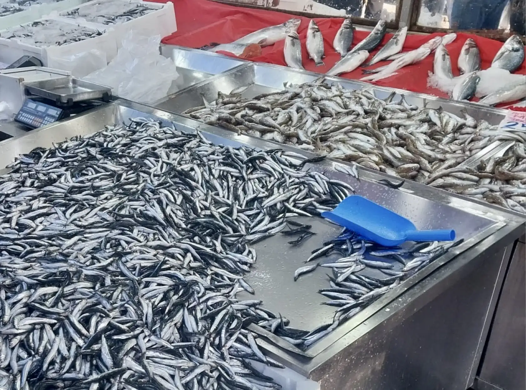 Hamsiye mezgite doyacaksınız