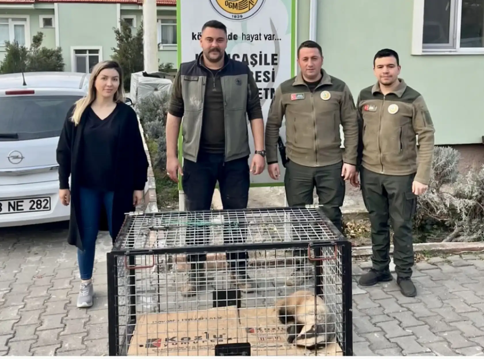 Domuz tuzağına yakalandı