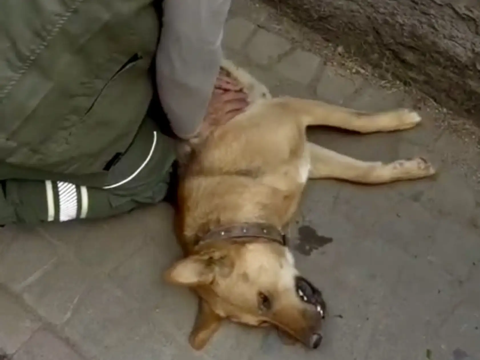 Köpeği hayata döndürmeye çalıştı