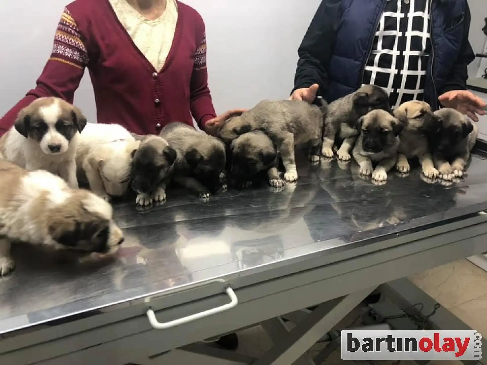 11 kangal yavrusu ilk aşılarını oldu