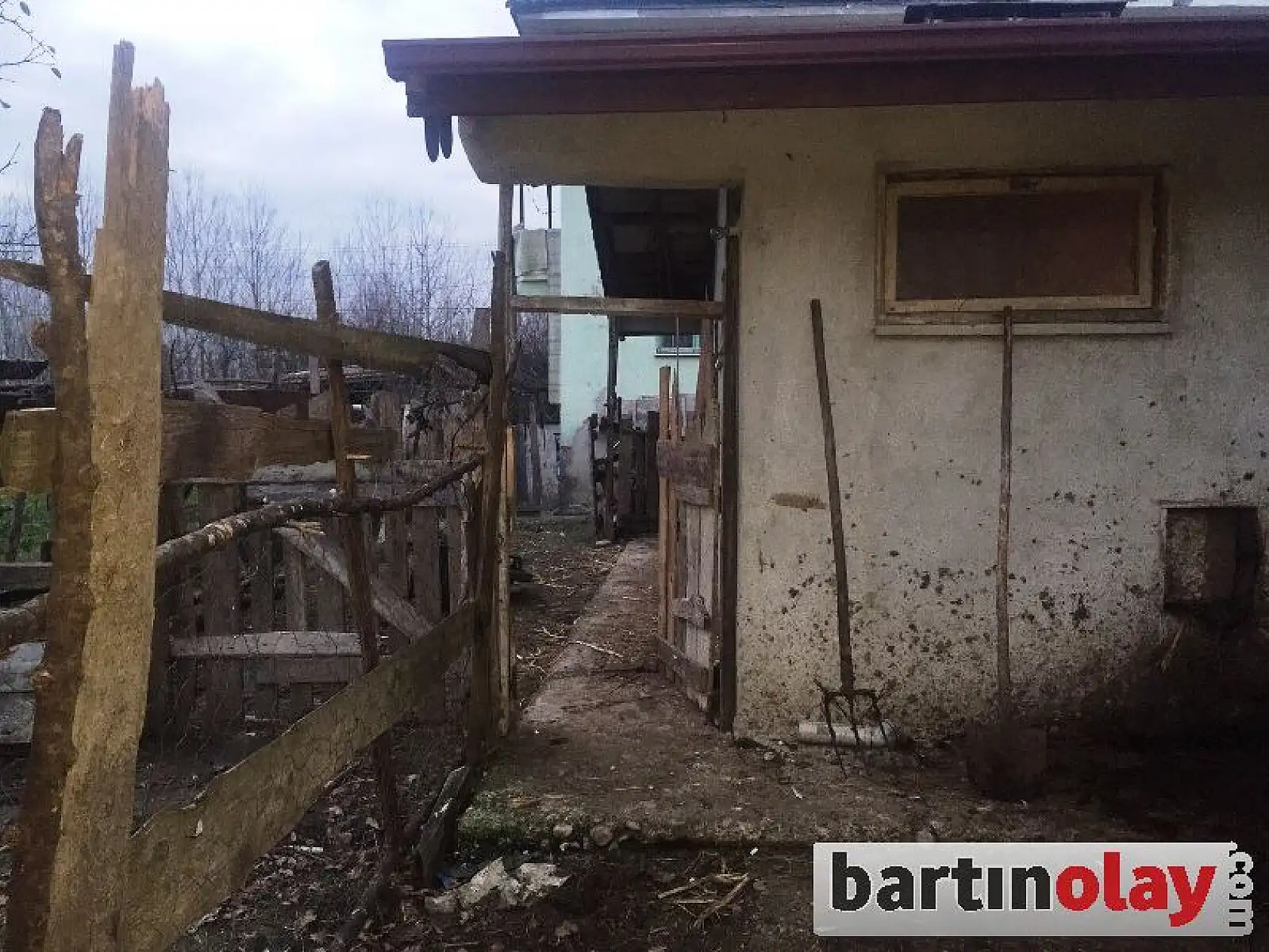 Ahırdan 4 hayvan çaldılar