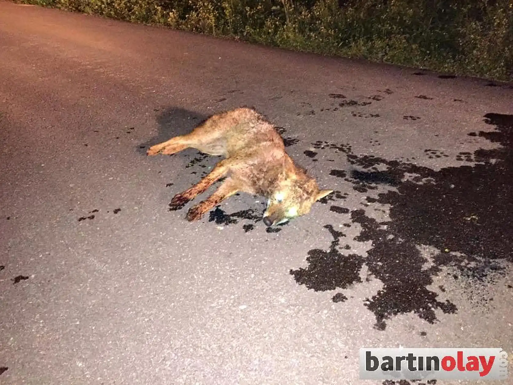 Tellere takılan tilki ölü taklidi yaptı
