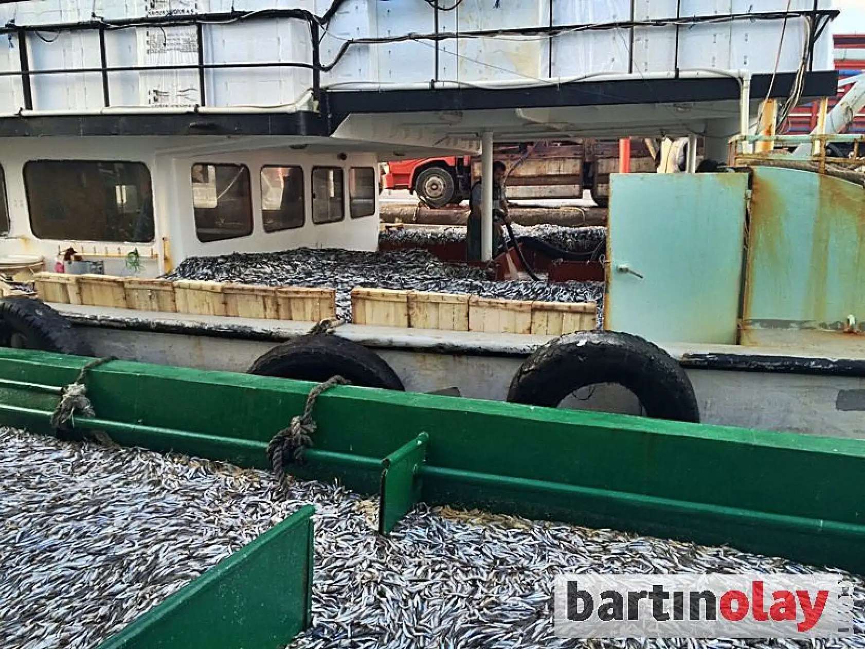 Karadeniz'den hamsi fışkırıyor