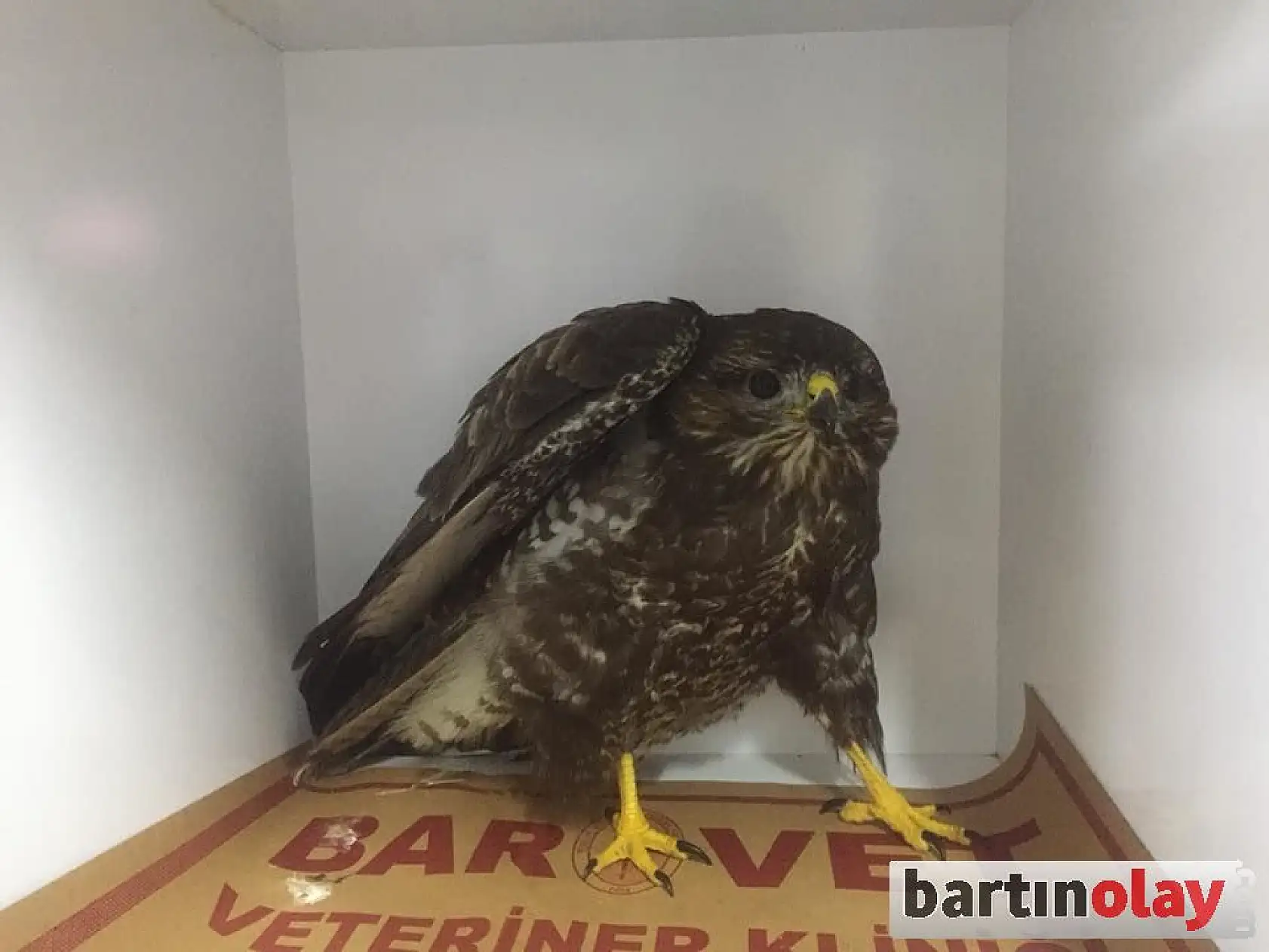 Yaralı tilki ve atmaca tedavi edildi