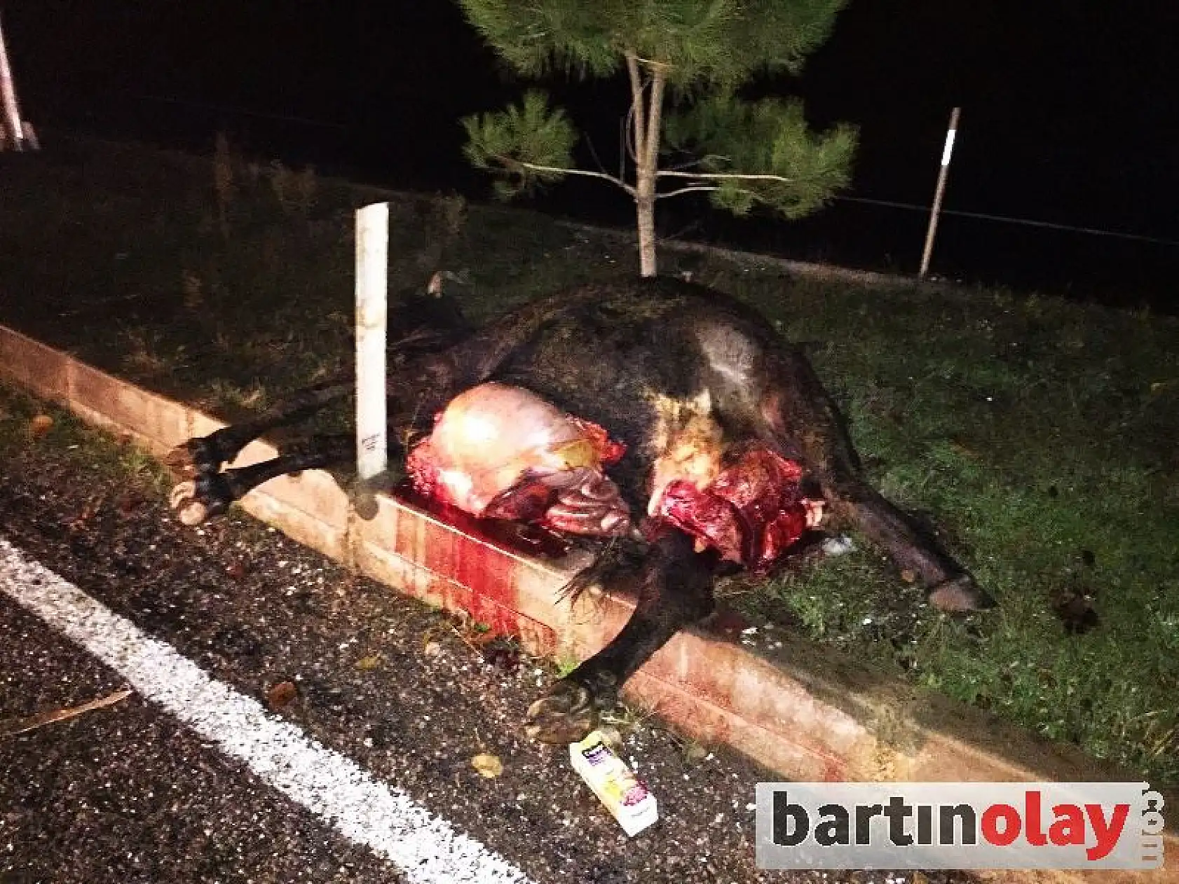 Hayvana çarpan iki otomobil hurdaya döndü