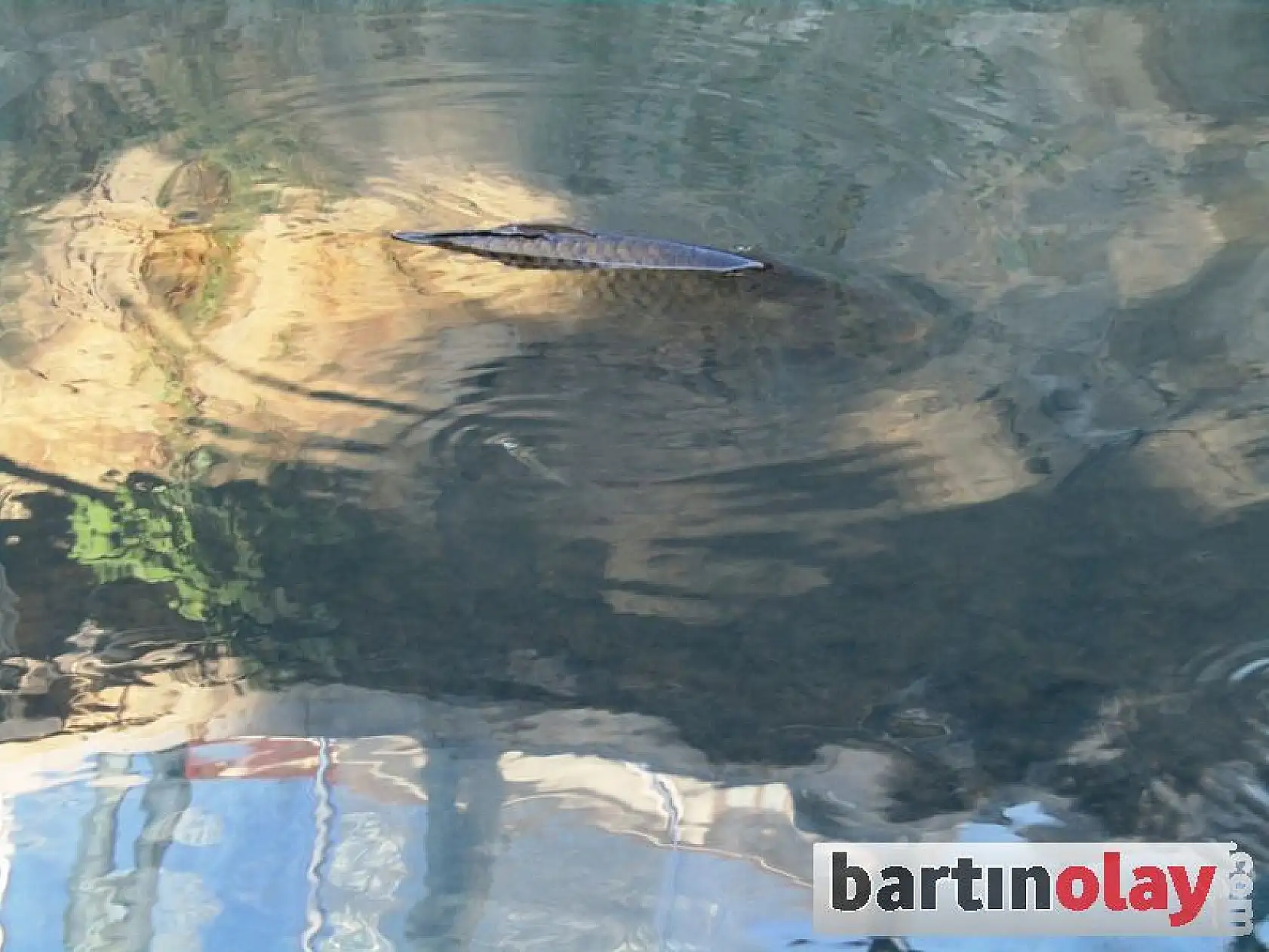 Irmağında balıklar can çekişiyor