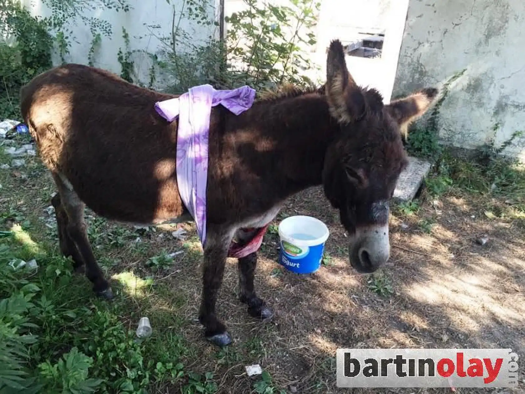 Yaralı eşek tedavi edildi