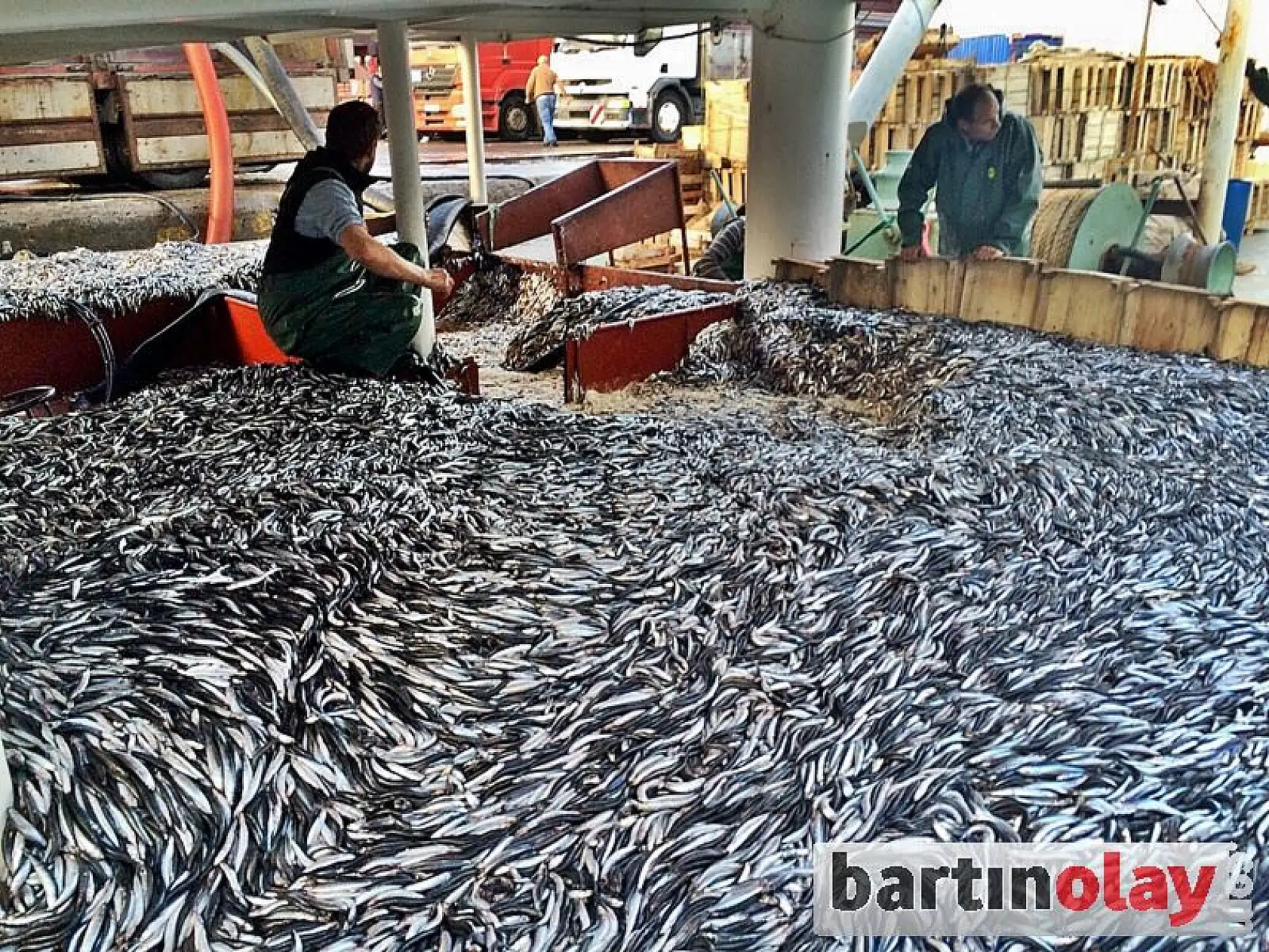 Karadeniz'den hamsi fışkırıyor