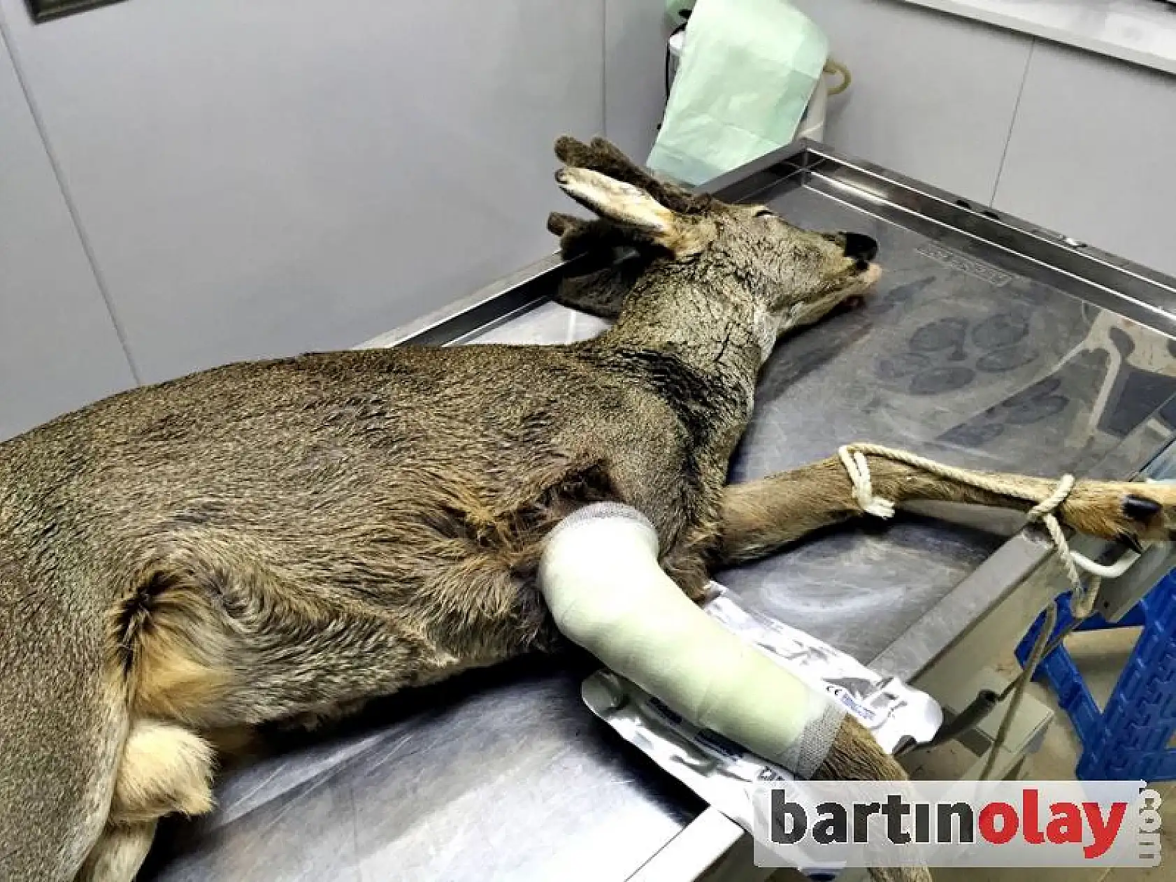 Yaralı Karaca Tedavi Edildi