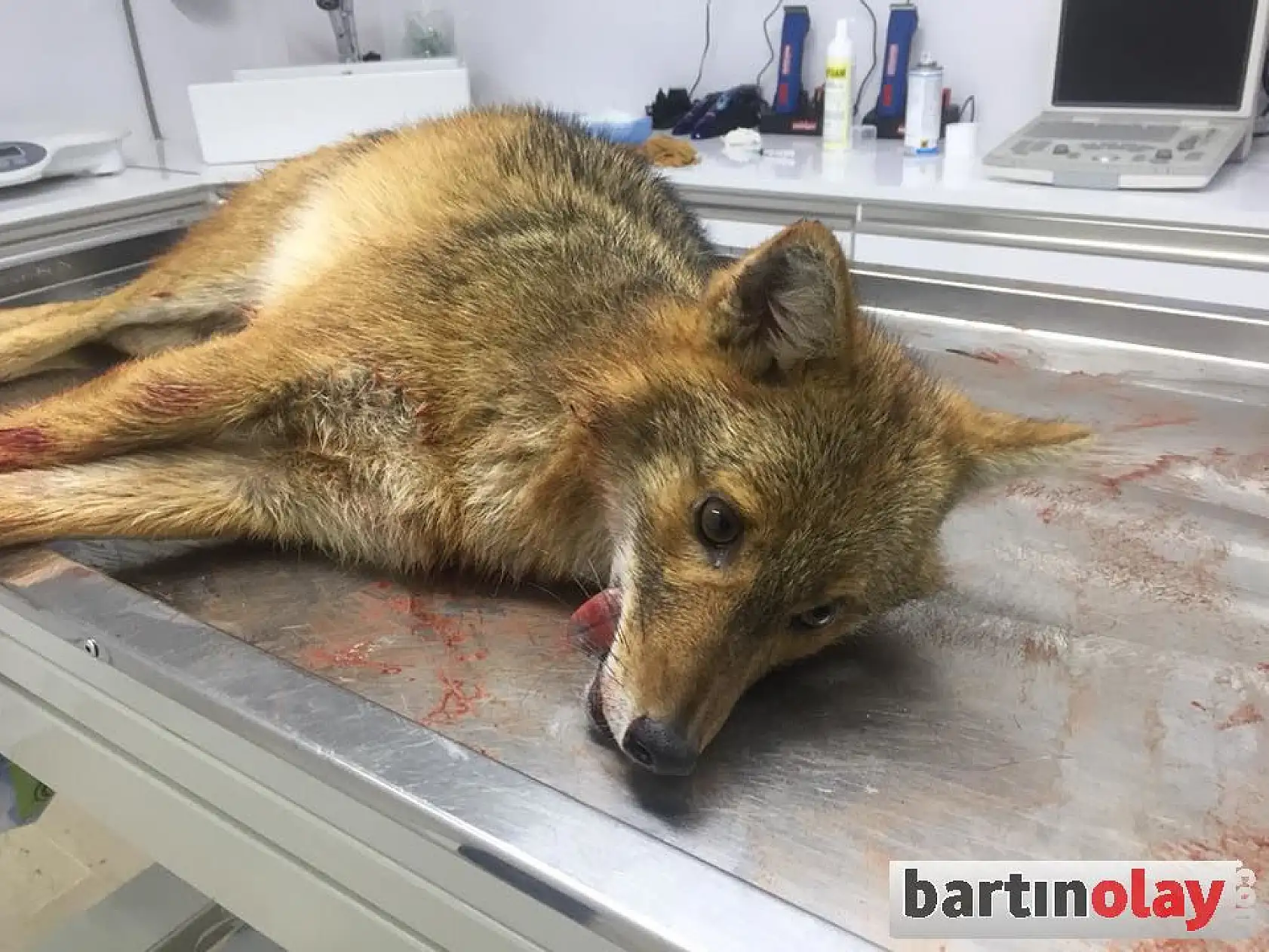 Yaralı tilki ve atmaca tedavi edildi