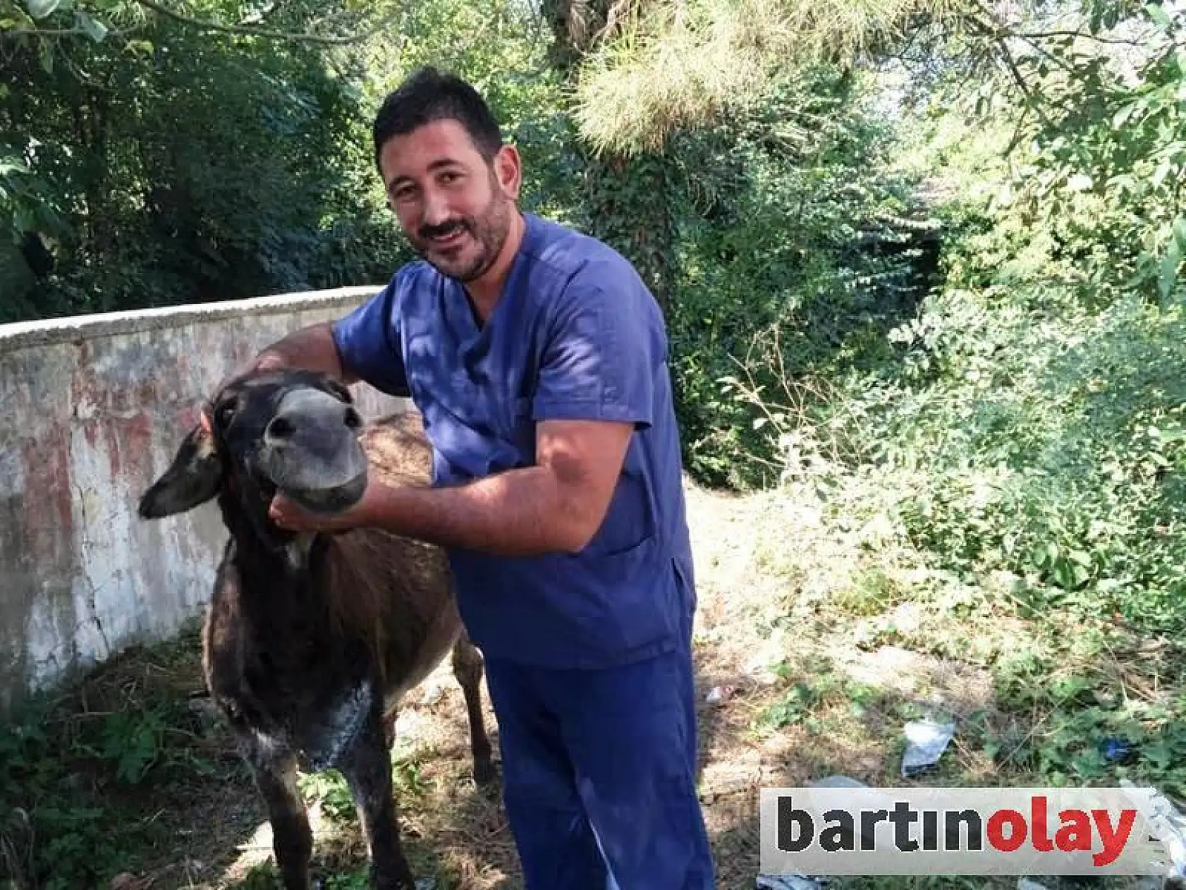 Yaralı eşek tedavi edildi