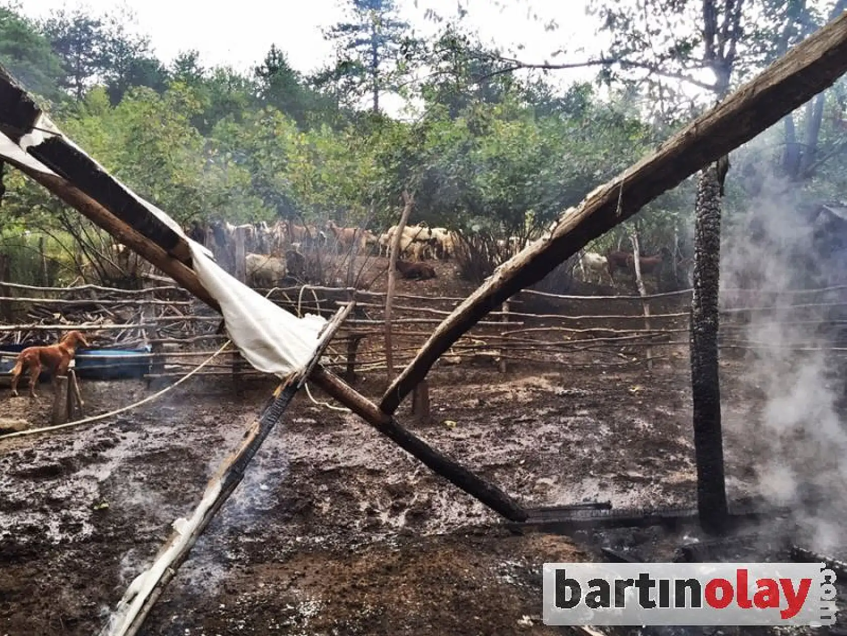 Ahır yangınında 6 hayvan telef oldu