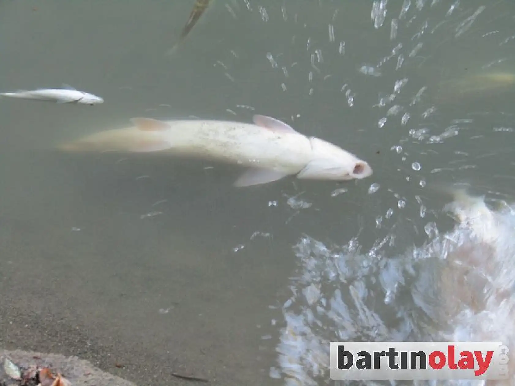 Irmağında balıklar can çekişiyor