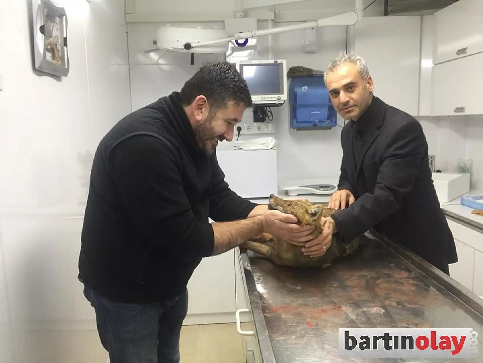 Yaralı tilki ve atmaca tedavi edildi