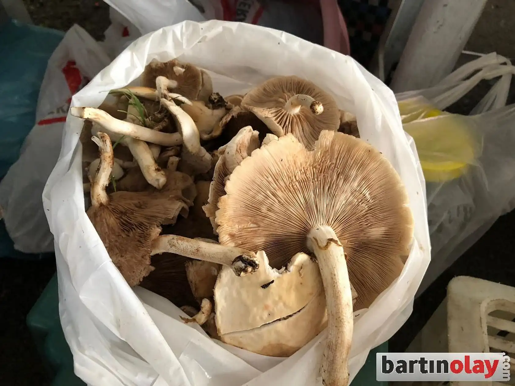 Galla pazarında sebze bolluğu