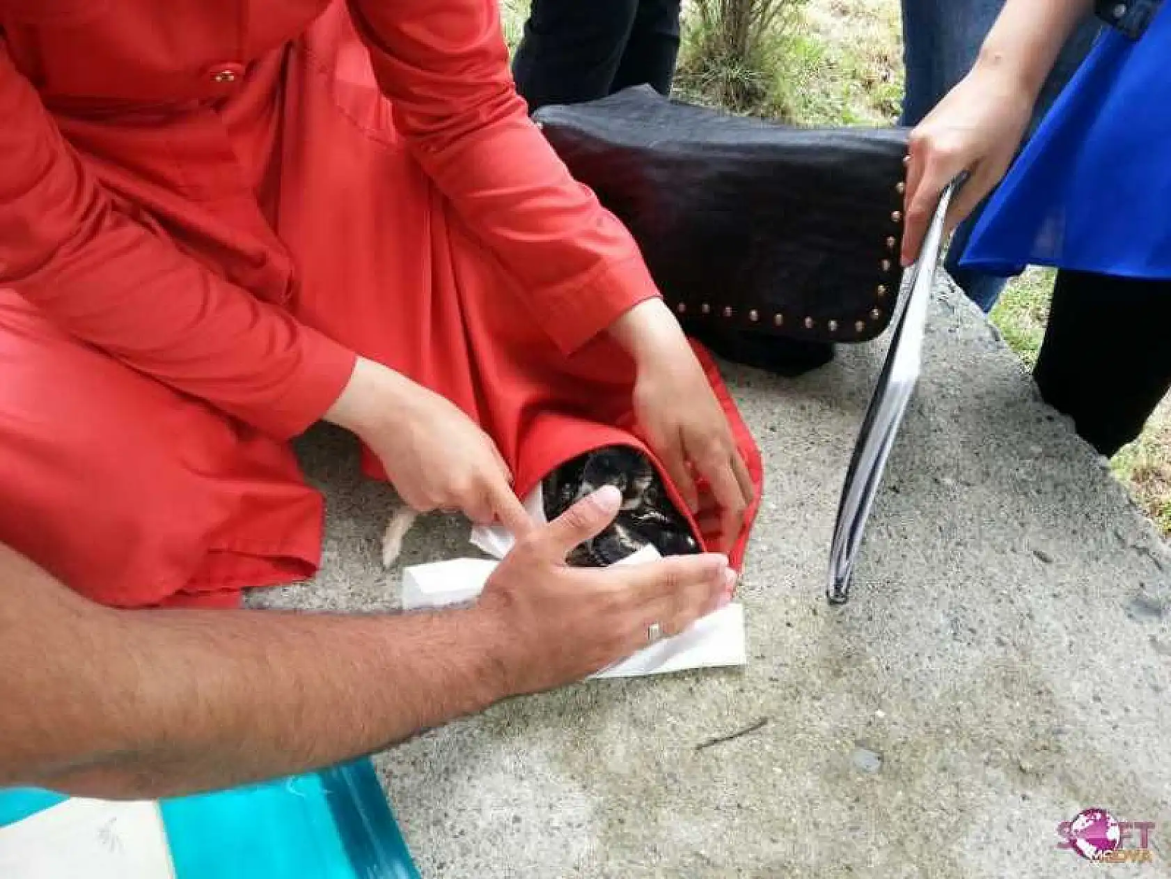 Ağaçkakan Yavruları Yuvalarından Düştü