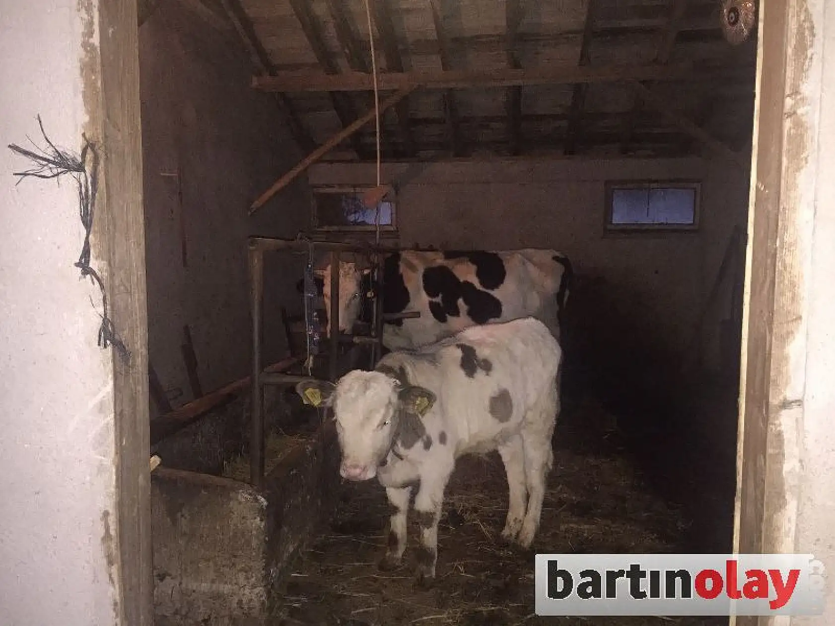 Ahırdan 4 hayvan çaldılar