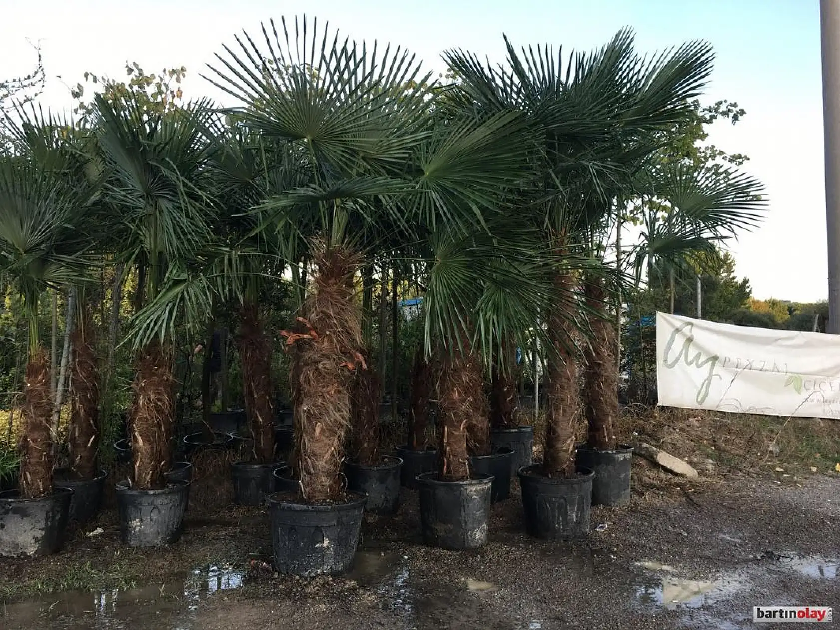 Ay Peyzaj çiçekçilik bahçelerinizi güzelleştiriyor