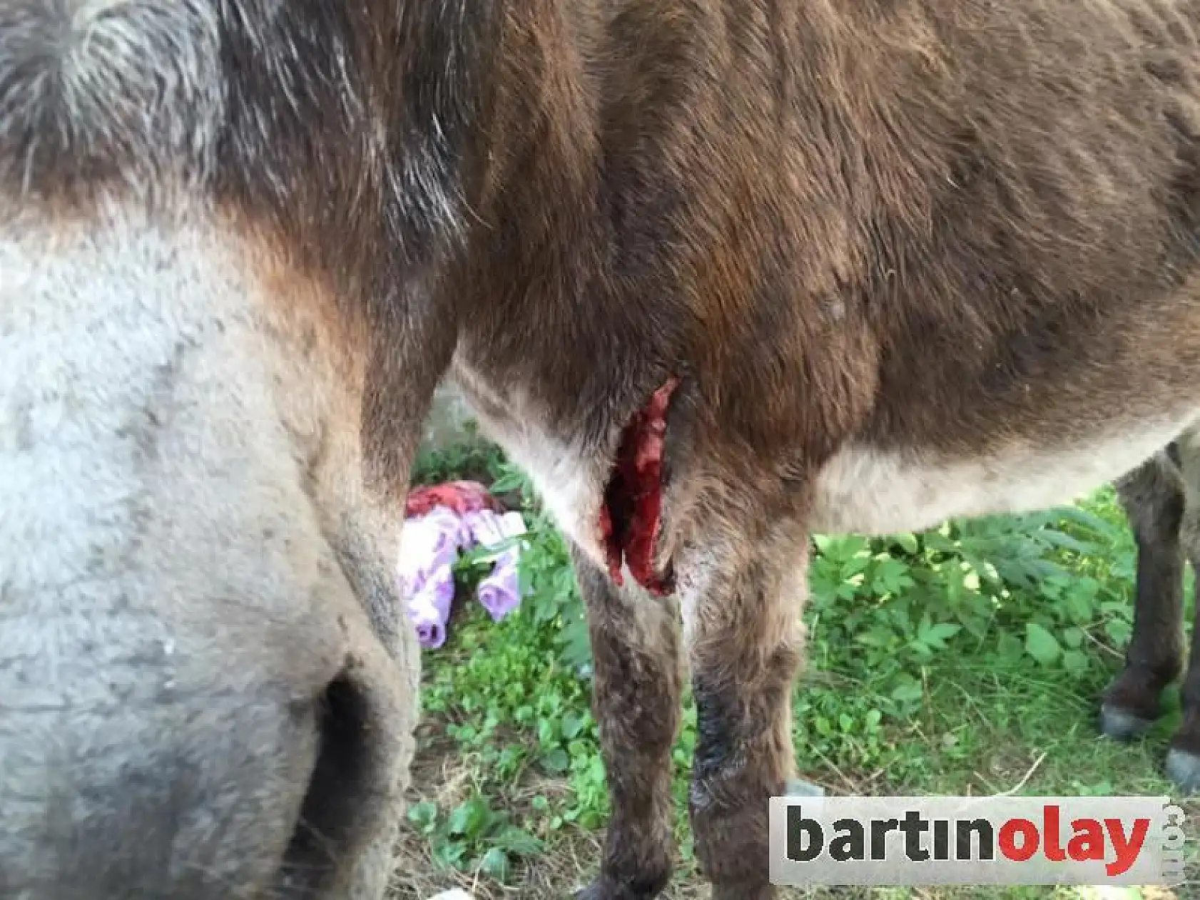 Yaralı eşek tedavi edildi