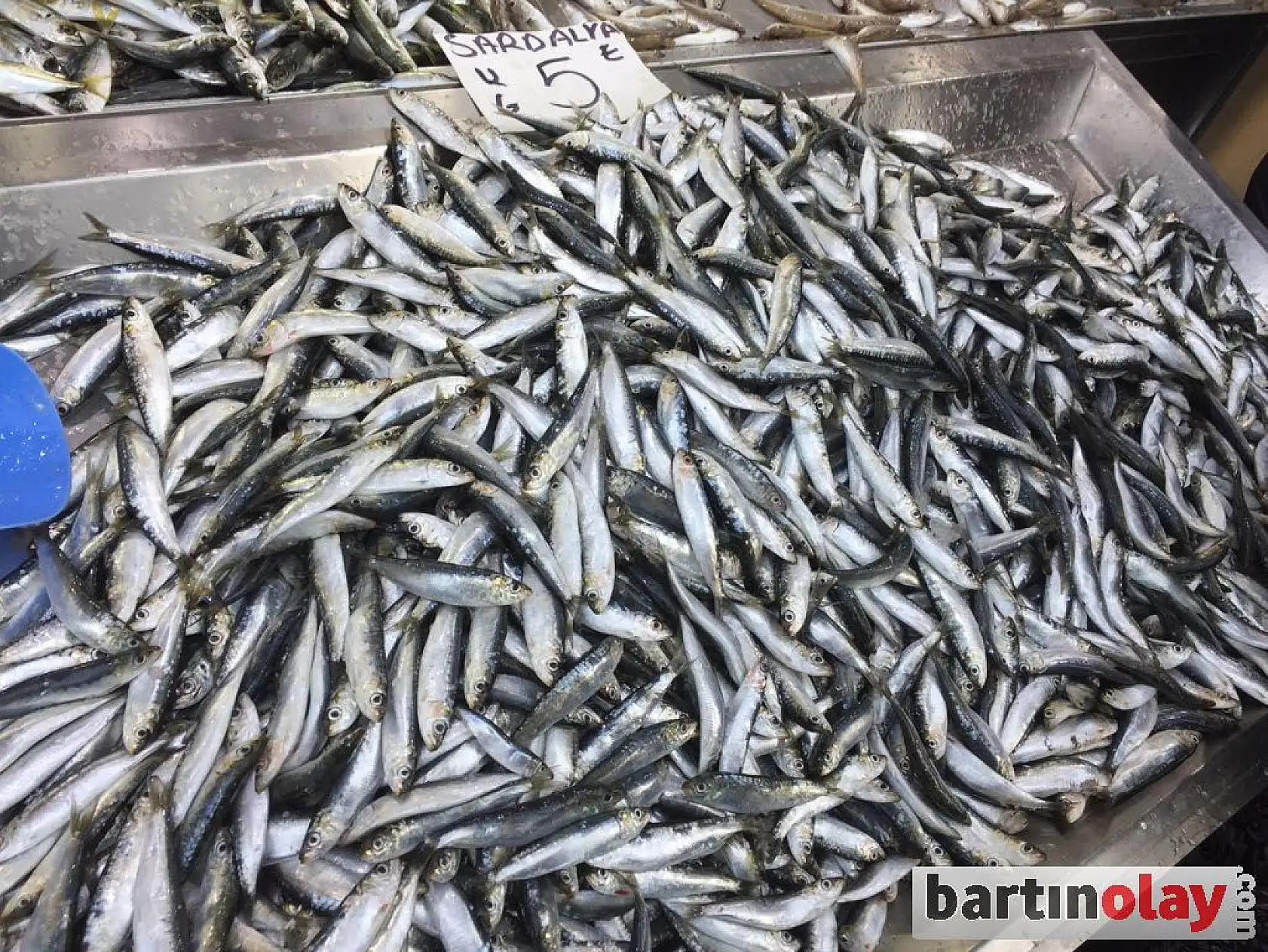 Balıkçı tezgahlarının yeni gözdesi sardalya