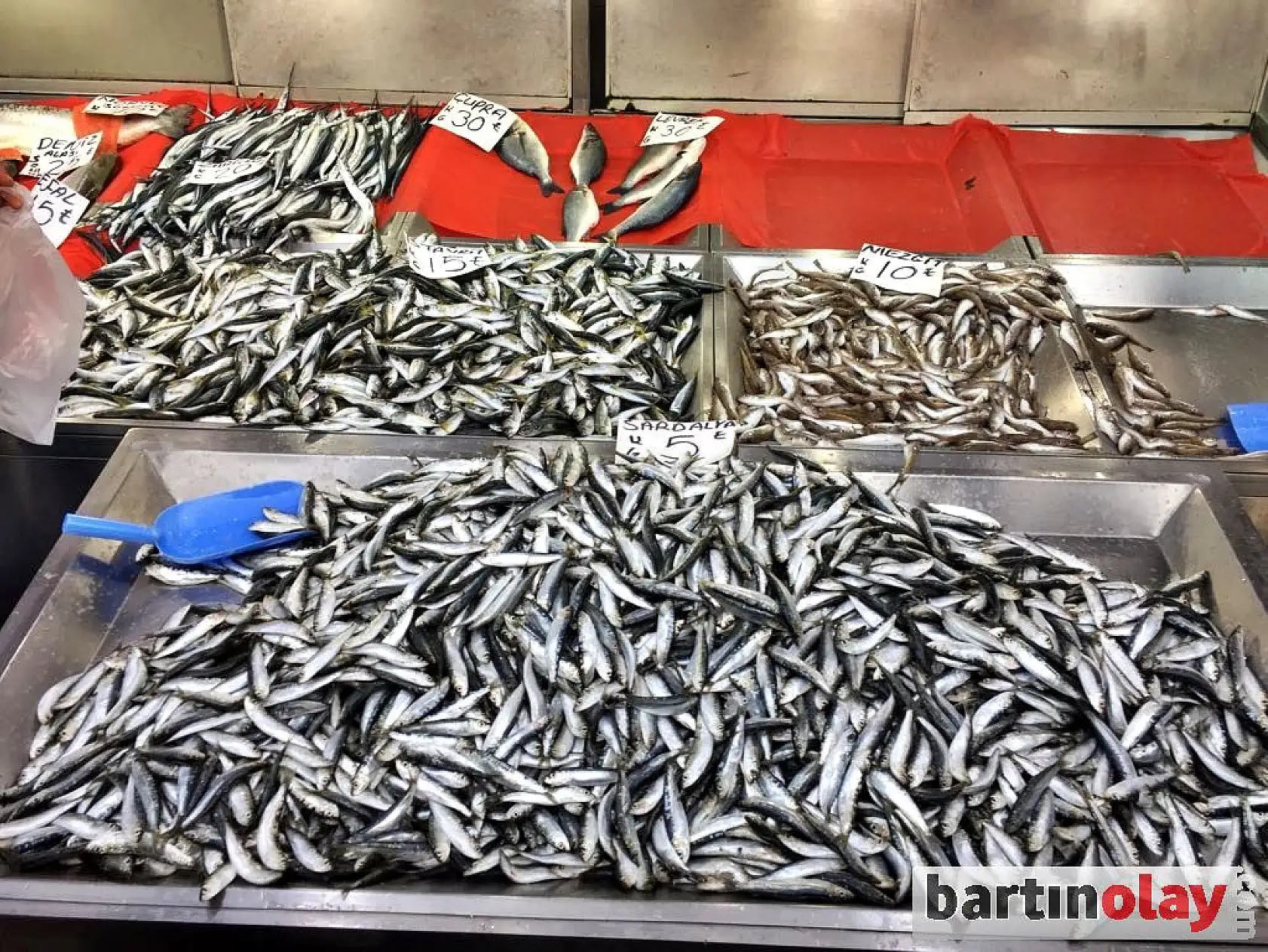 Balıkçı tezgahlarının yeni gözdesi sardalya