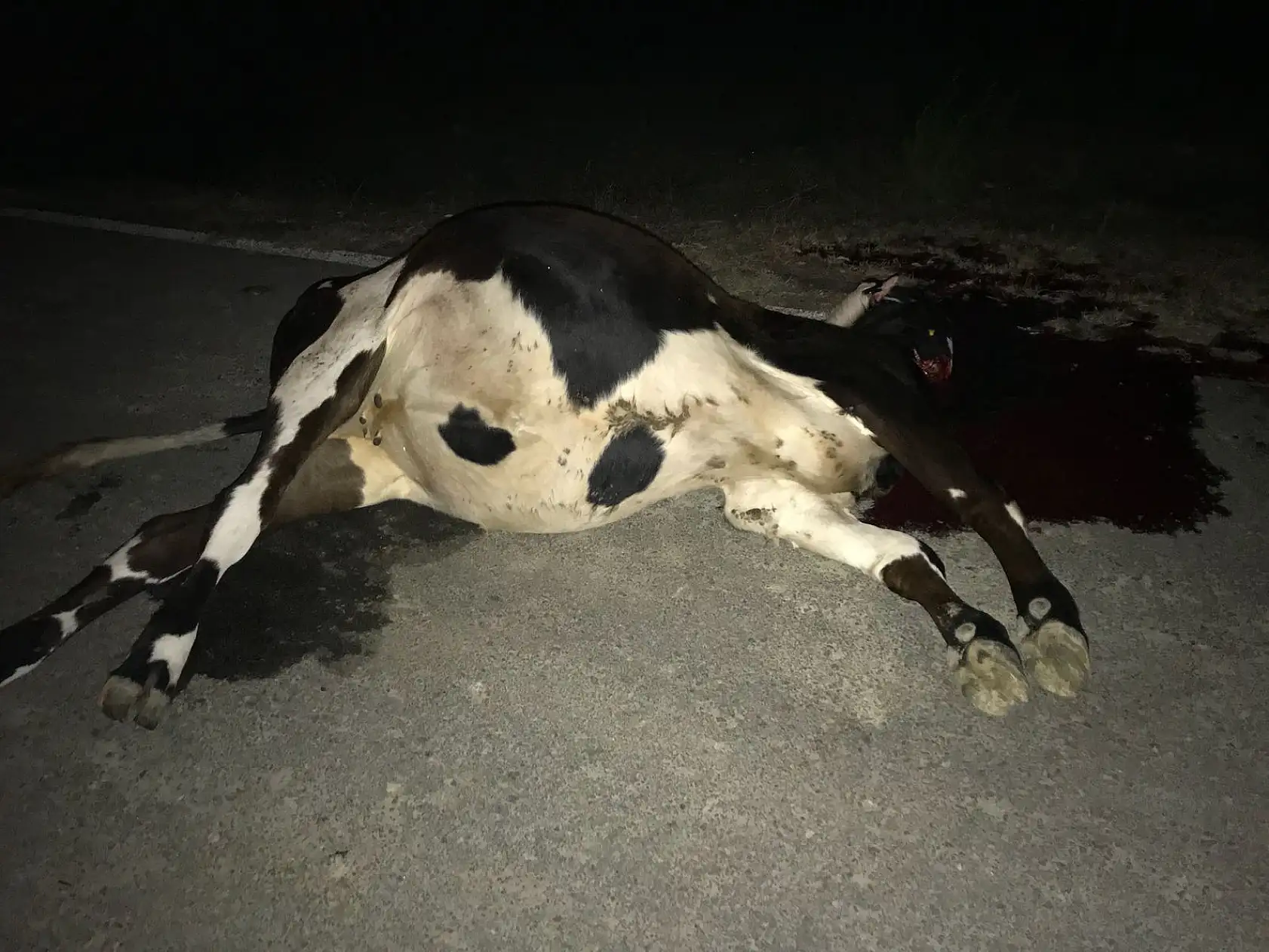 Başıboş hayvanlar gece büyük tehlike