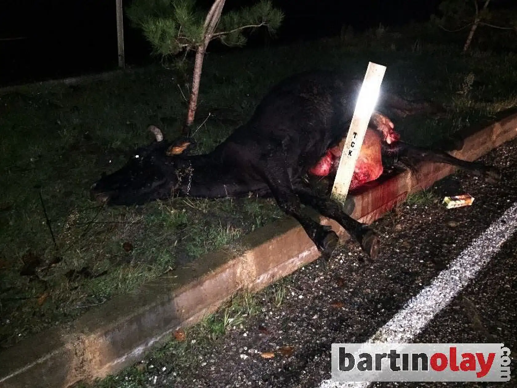 Hayvana çarpan iki otomobil hurdaya döndü