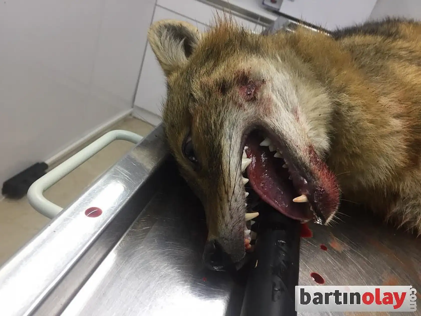 Yaralı tilki ve atmaca tedavi edildi