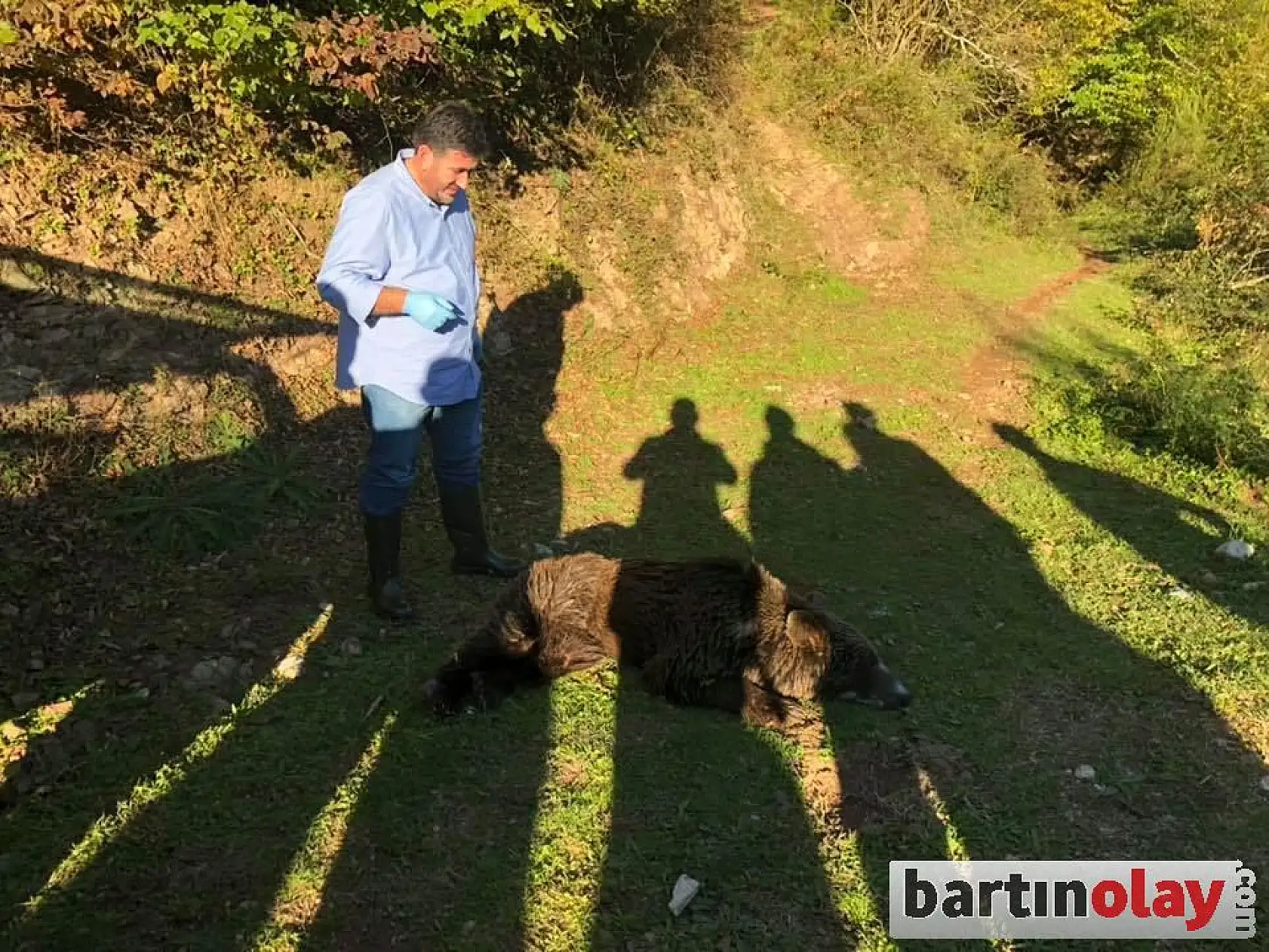 Derede bitkin halde bulunan ayı kurtarıldı