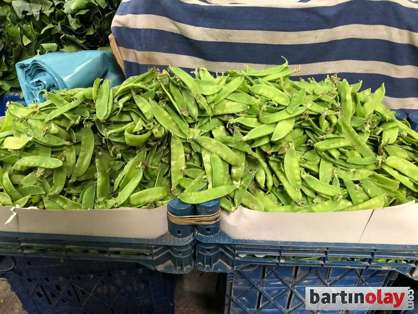 Bartın Galla pazarı