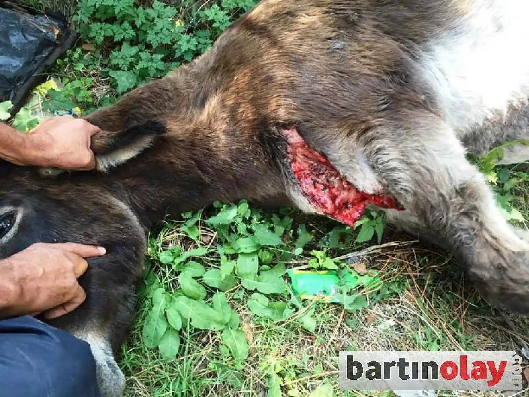 Yaralı eşek tedavi edildi