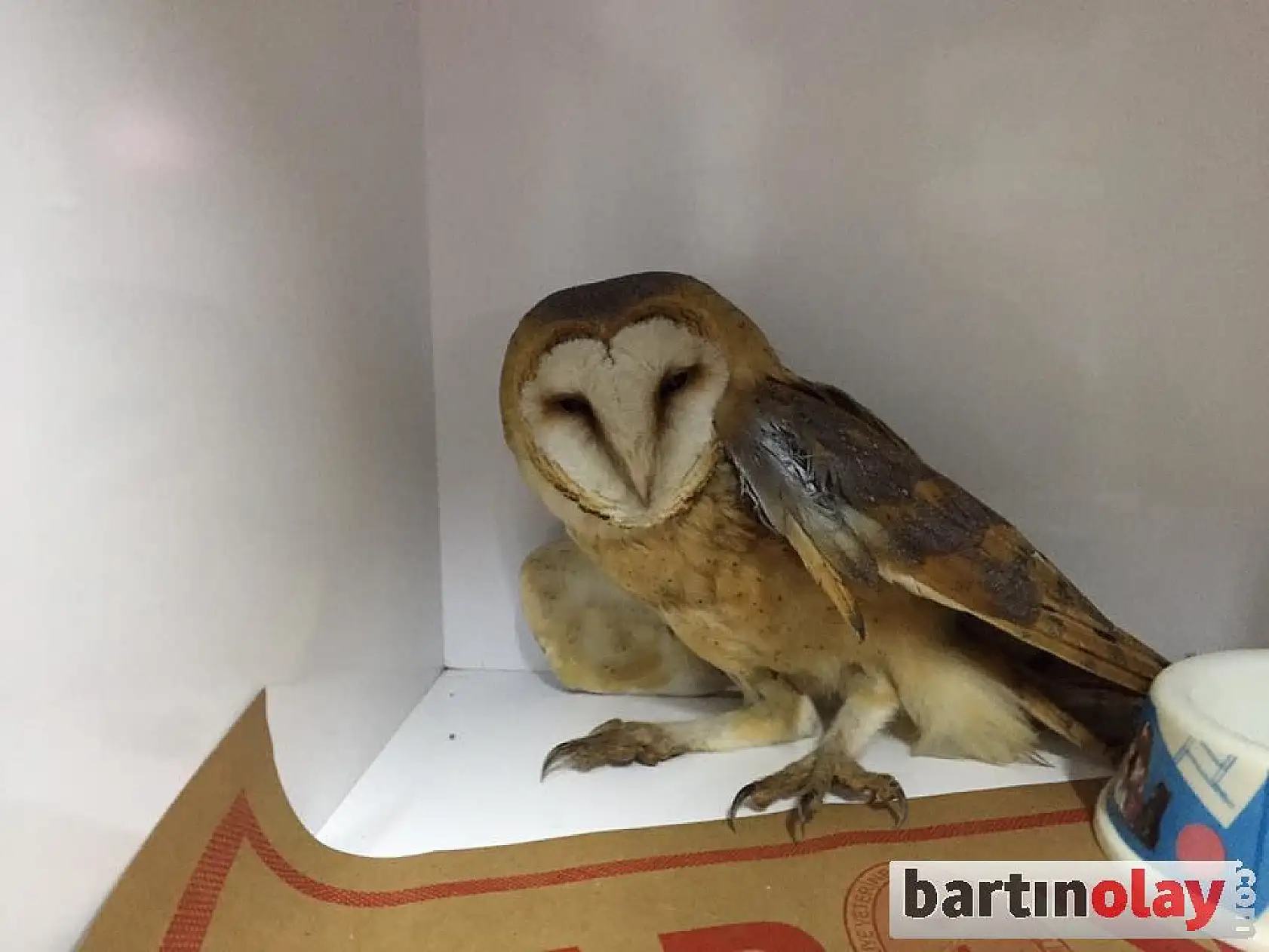 Peçeli Baykuş tedavi edildi