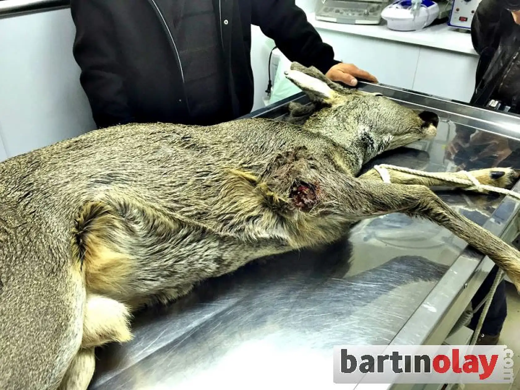 Yaralı Karaca Tedavi Edildi