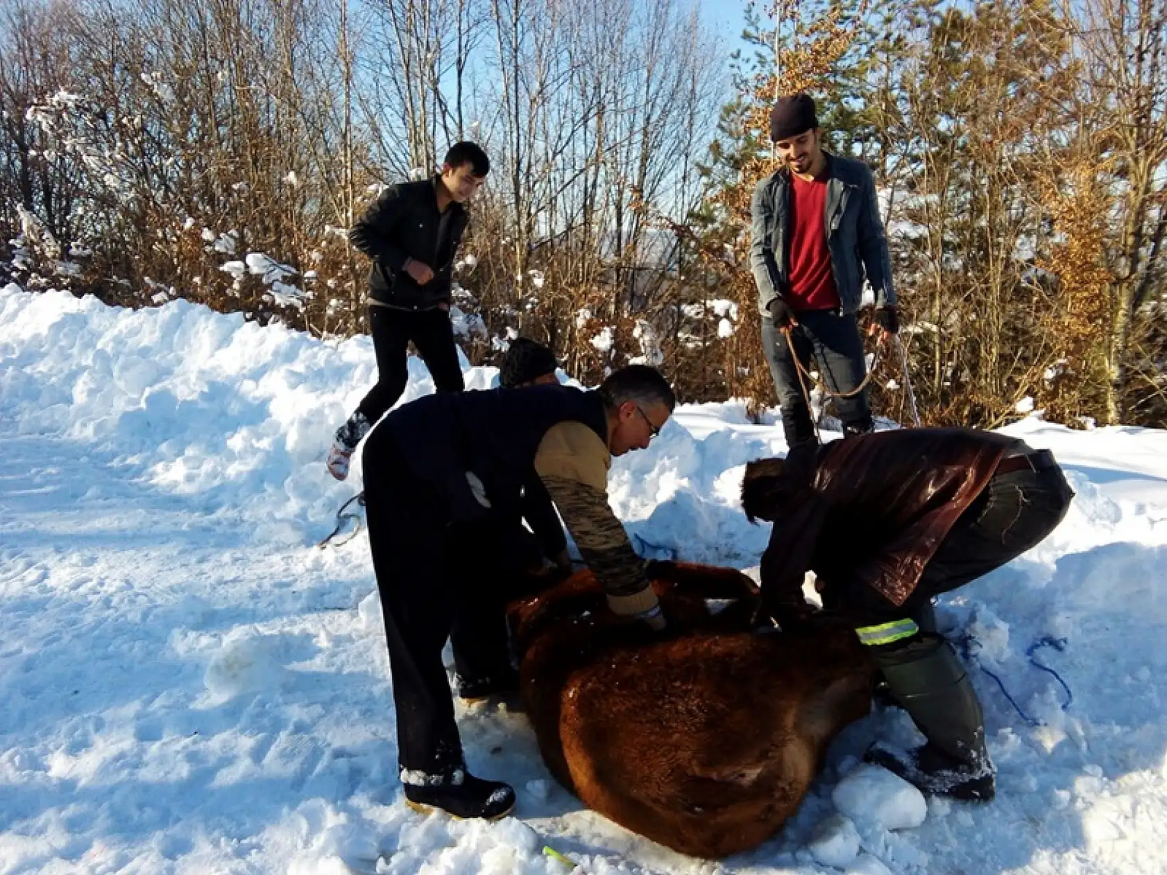 Haşin çıkan ithal sığırlar kaçtı 