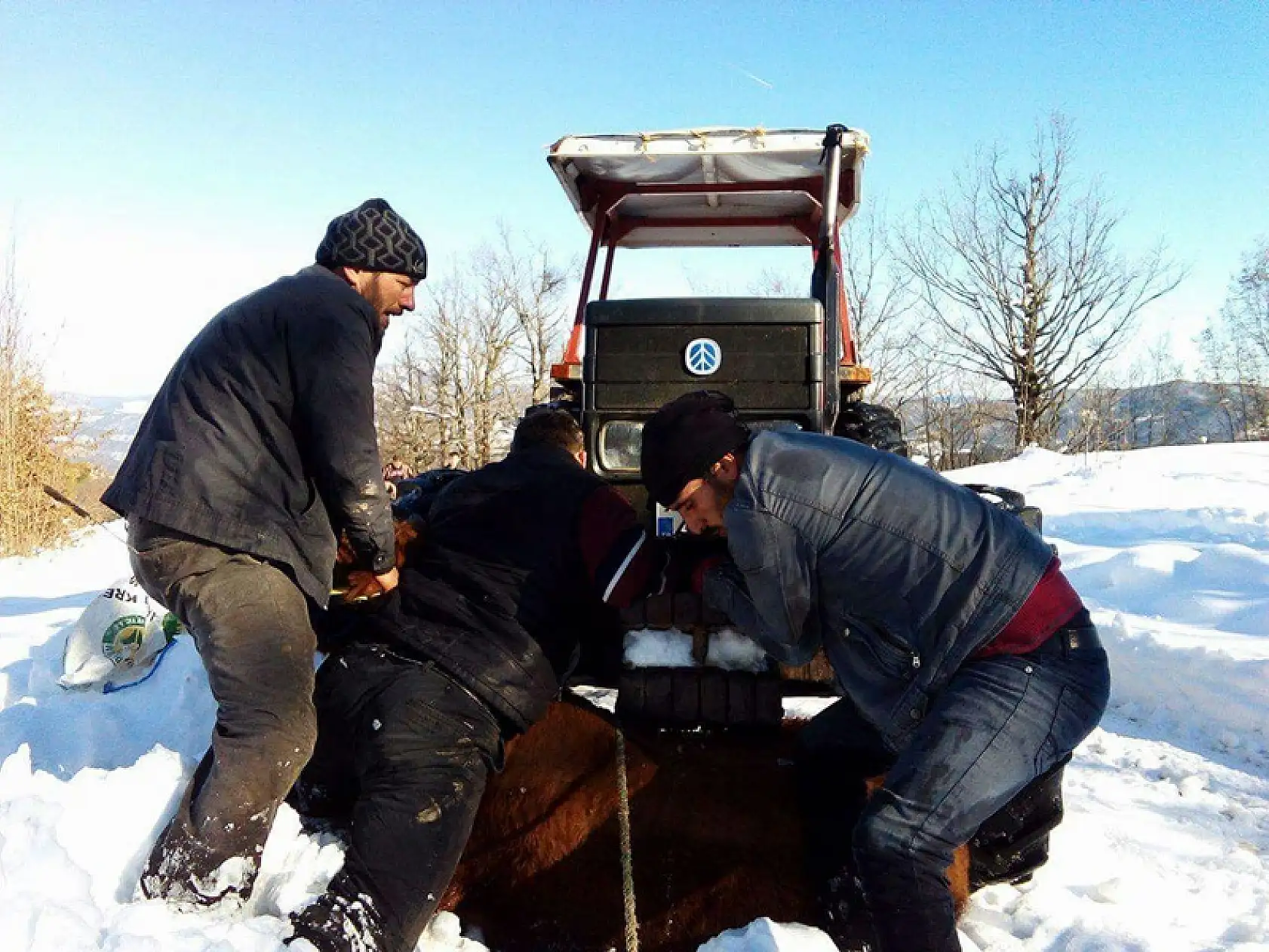Haşin çıkan ithal sığırlar kaçtı 