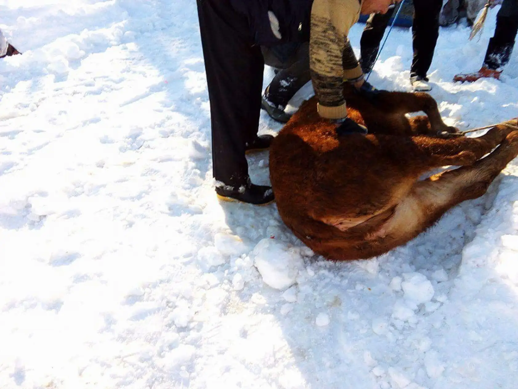 Haşin çıkan ithal sığırlar kaçtı 